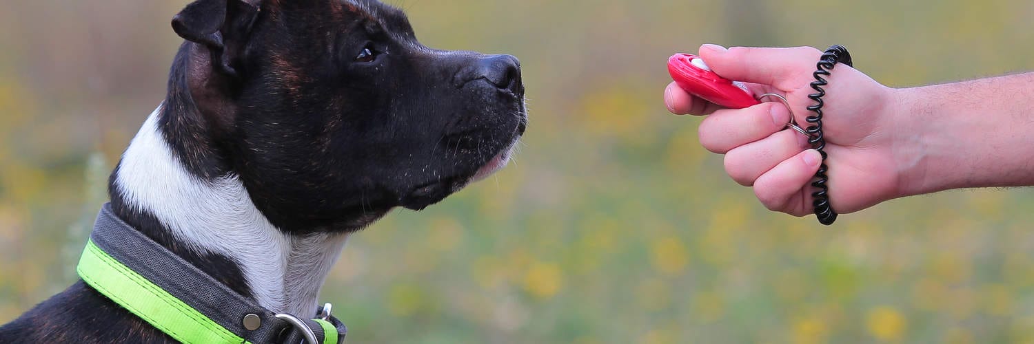 Clicker Training