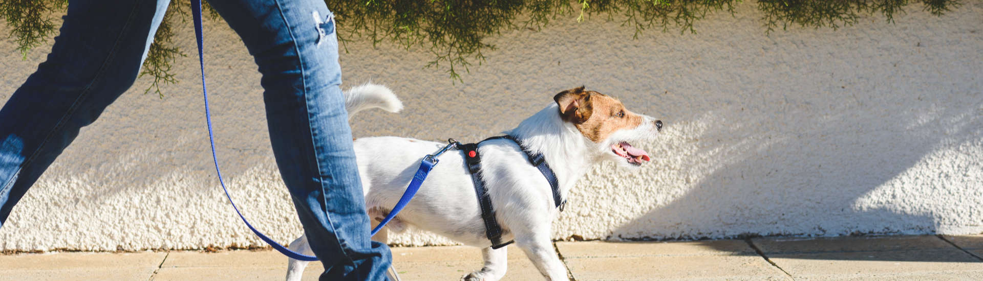 Dog Trainers Near Me South Elgin IL