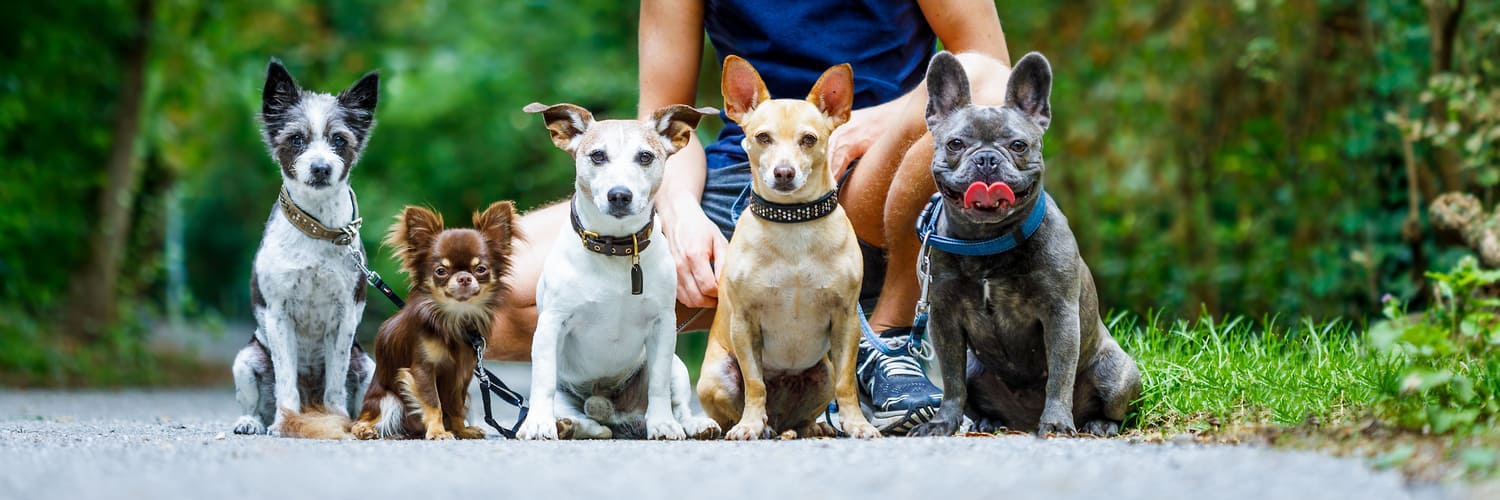 Group Obedience Classes