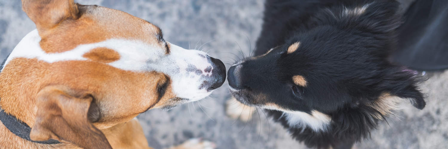  Puppy Socialization Classes