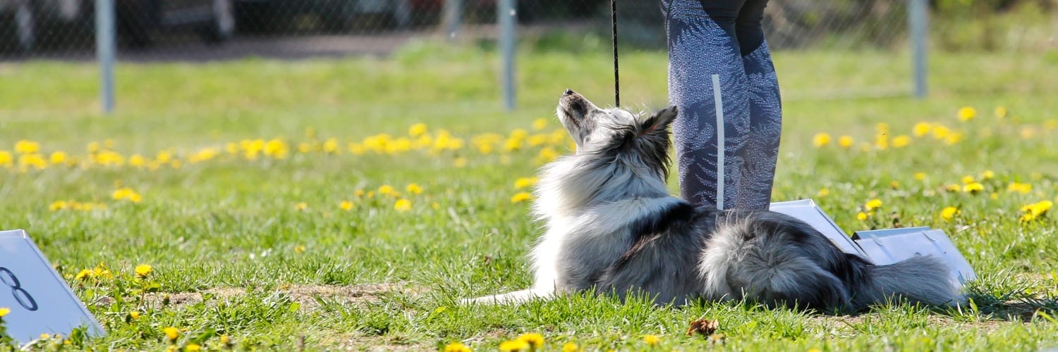 Rally Obedience