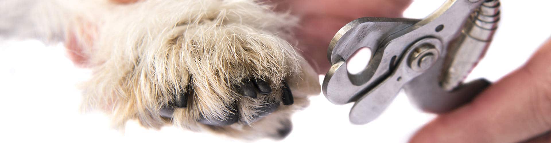 Master the Art of Dog Nail Trimming with Confidence