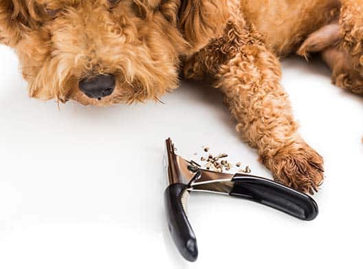 Nail-Trimming — Boutiques d'animaux Chico