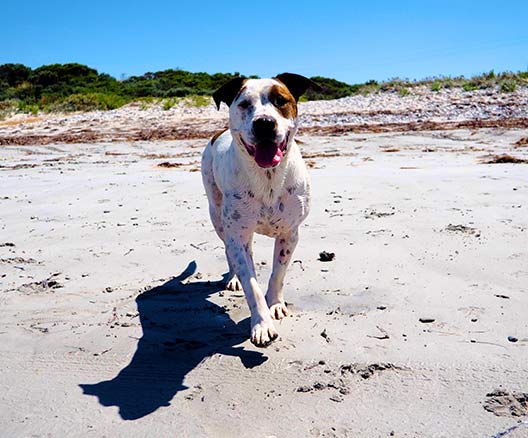 WoofBeach sands dog ear cleaning south elgin, il