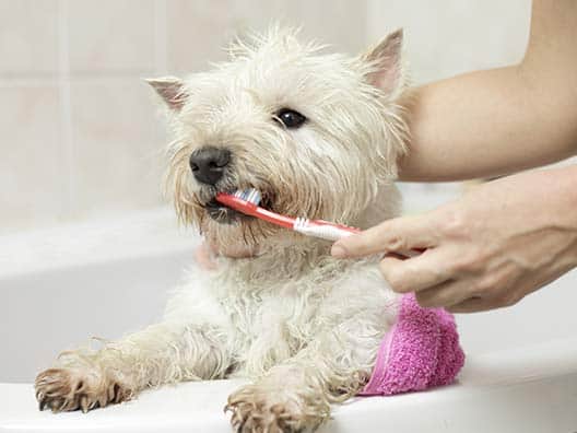 WoofBeach sands dog teeth brushing south elgin, il